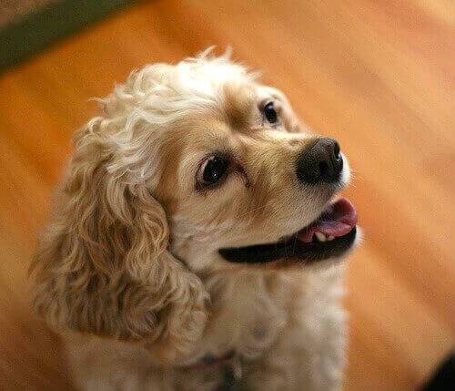 A golden Cocker spaniel barking for attention.