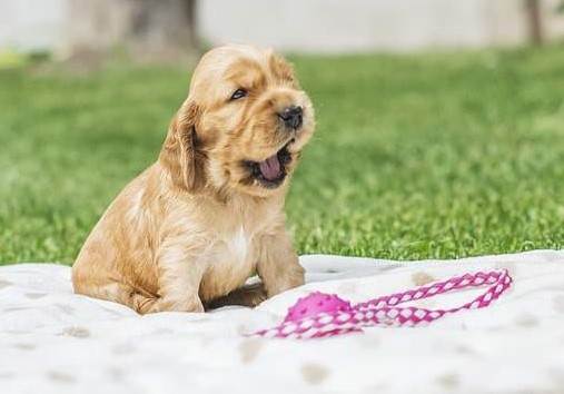 Golden cocker spaniel puppy playing on a rug in the garden