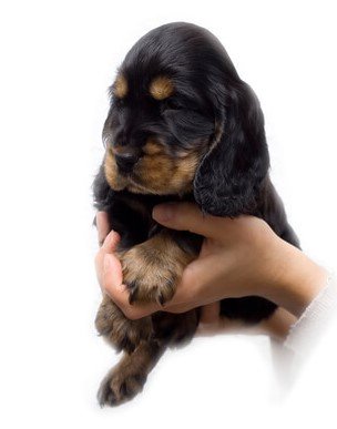 Black and tan cocker spaniel puppy being held up in hand
