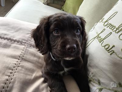 A very young puppy, chocolate coloured with white markings, lying on an embroidered cushion.