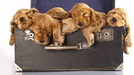 Five cute golden cocker spaniel puppies in an old suitcase. They are all sleeping and look so cute!