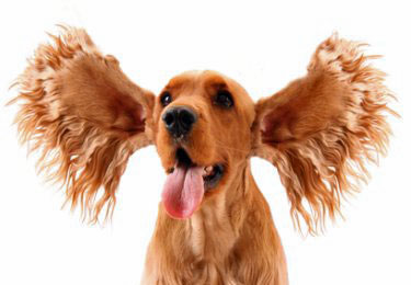 Manter o seu cão orelhas limpas, assim como este de ouro cocker spaniel, é vital para a sua saúde