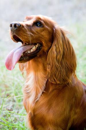 A Head and shoulder shot of a golden cocker spaniel, pink tongue showing, panting, against green grass background.