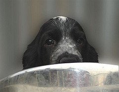 Black and white cocker spaniel puppy peeking over silver slab - cute puppy!