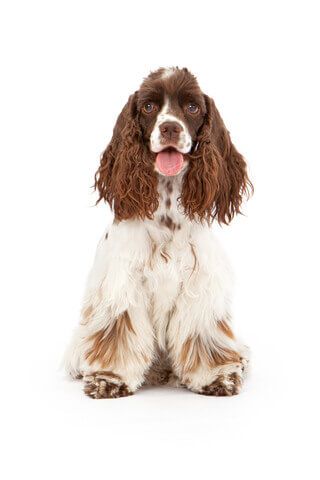Tan and white Cocker Spaniel sitting, pink tongue showing, white background.