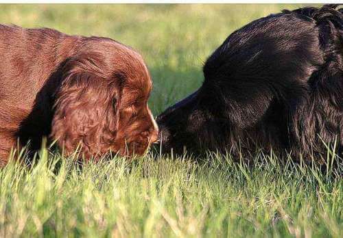 A little chocolate cocker spaniel puppy nose to nose with its mother, a black cocker spaniel.