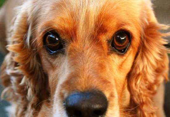 Close cropped shot of a beautiful golden cocker spaniel, showing dark brown eyes and a little wet nose.