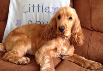 Golden Cocker Spaniel lying on a leather sofa.