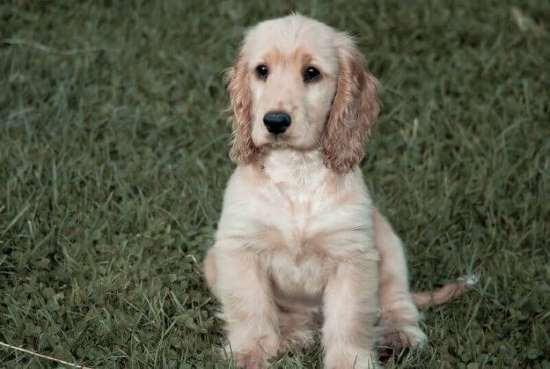 Buff cocker spaniel puppy sitting on the grass, and he seems to be the ideal Cocker Spaniel weight.