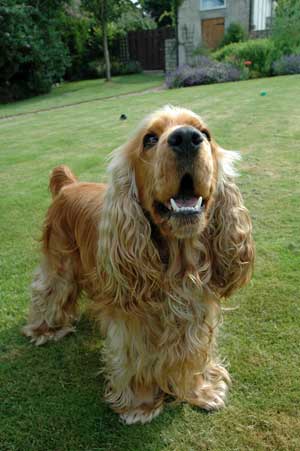 Golden cocker spaniel barking in the garden.