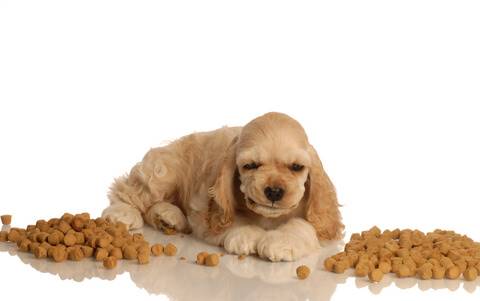 preventing food aggression in puppies