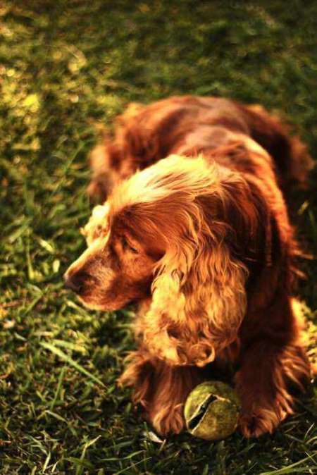 Dog grooming equipment has obviously been used on this gorgeous Cocker Spaniel