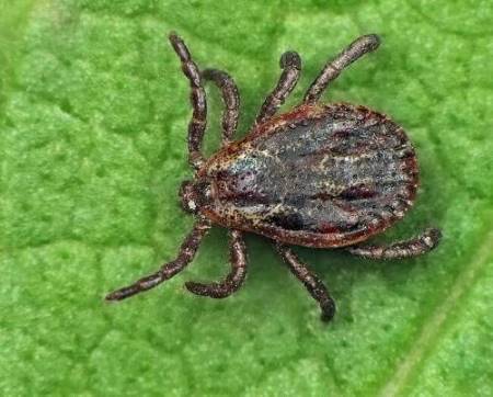 Close up of a brown dog tick on a green leaf.