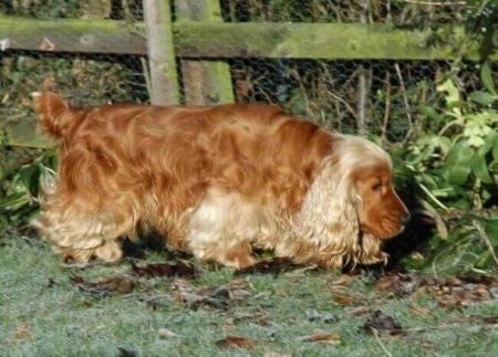 Golden cocker spaniel sniffing the ground in a frosty garden