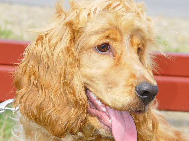 A beautiful headshot of a golden cocker spaniel with his long pink tongue showing.