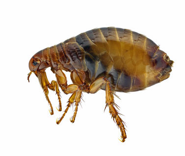 Close-up photo of a brown dog flea on a plain white background.
