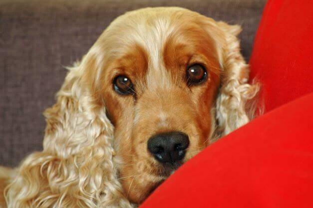 Max my cocker spaniel, watching me work, chilling out on red cushions.