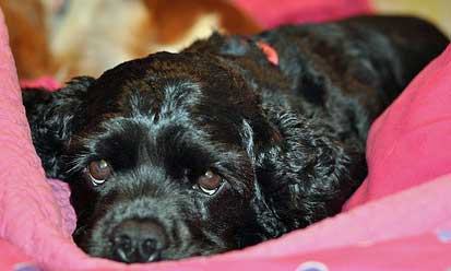 Black cocker spaniel puppy, lying quietly on a pink rug.