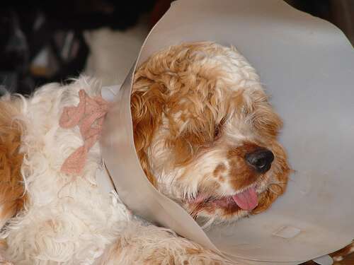 Orange roan Cocker spaniel recovering from an operation. He's wearing an Elizabethan collar and looking sorry for himself.