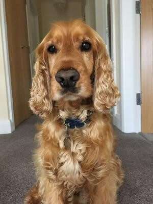 This is a picture of Archie, a beautiful golden cocker spaniel, sitting for the camera.