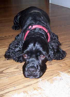 Black cocker spaniel lying on wooden floor, wearing red collar