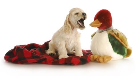 Golden cocker spaniel puppy barking at his toy, sitting on a red and black blanket