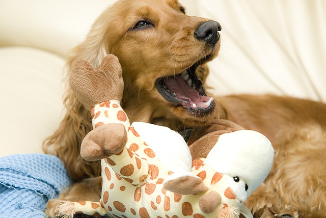 Golden cocker spaniel puppy with his toy, barking.