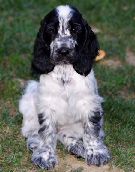 A beautiful blue roan cocker spaniel puppy sitting in the garden. Thankfully, this puppy doesn't eat his own poop!