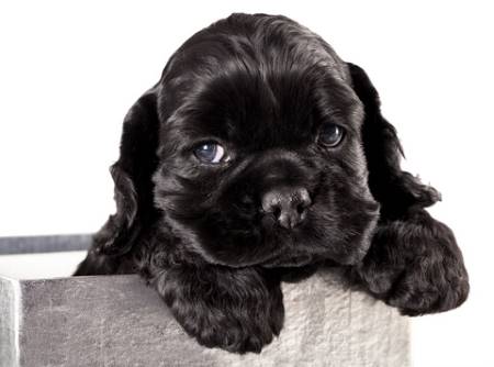 Cute black cocker spaniel puppy in a silver gift bag. The photo was taken on a white background.