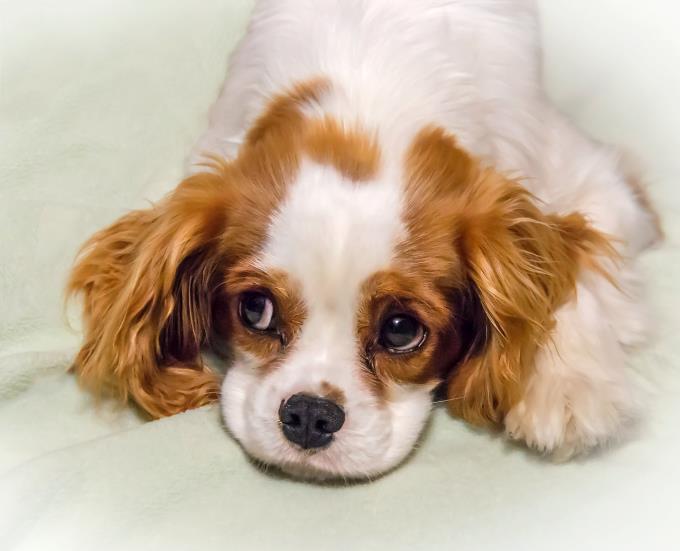 Red and white King Charles Cavalier puppy with large cute brown eyes on puppy feeding guidelines page.