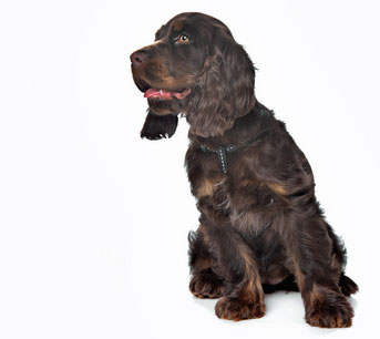 cocker spaniel dominance aggression