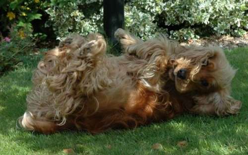 Golden cocker spaniel dog rolling in poop, on the grass.