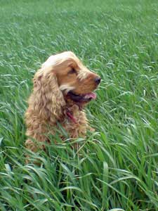 My golden cocker spaniel, Max, in grassy field, panting