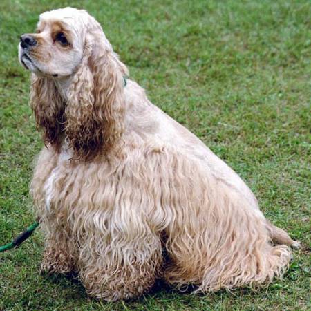 An example of a golden, American cocker spaniel, sitting on the grass.