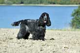 Dog Names Sounding Like Sasha Dog Names Sounding Like Sasha
