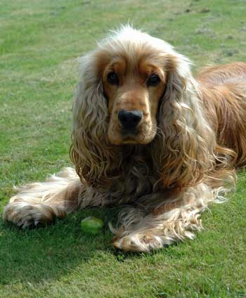 Golden cocker spaniel has just dropped an apple on command. What a good boy! Golden cocker spaniel lying on the grass. Training your puppy to drop it on command could save his life!