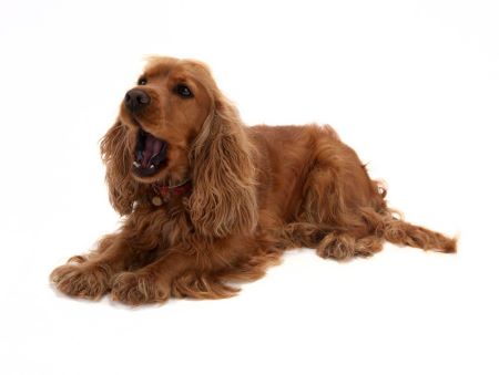 Beautiful dark golden cocker lying on a white floor. White background. The dog is barking.